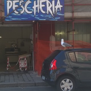 Gabbiano tutti i giorni puntuale in pescheria