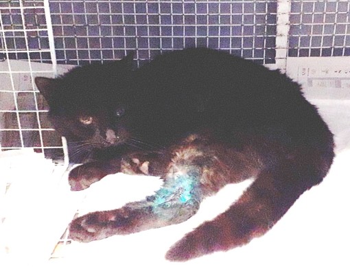 Gatto investito a Giusvalla: soccorso dall'Enpa Gatto investito a Giusvalla: soccorso dall'Enpa