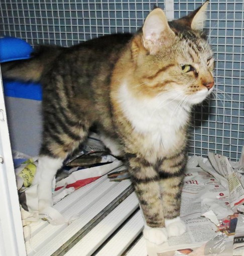 Spotorno, gatto trovato nella spiaggia dell'hotel Tirreno cerca una nuova casa