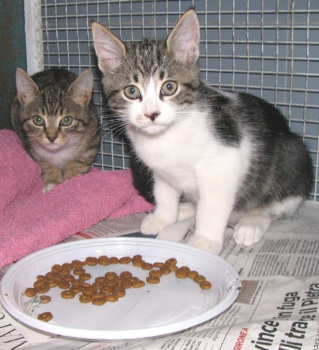 Savona, raccolta cibo pro cani poveri e colonie feline libere