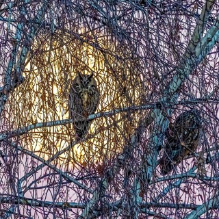 Il miracolo della natura per chi resta in città: i gufi e la Luna nella foto di Valerio Minato
