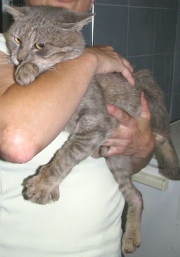 Savona: felino con la Fiv abbandonato in corso Viglienzoni Savona: felino con la Fiv abbandonato in corso Viglienzoni