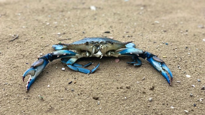 Invasione del granchio blu anche nel Mar Ligure, Coldiretti lancia la "guerra a tavola"