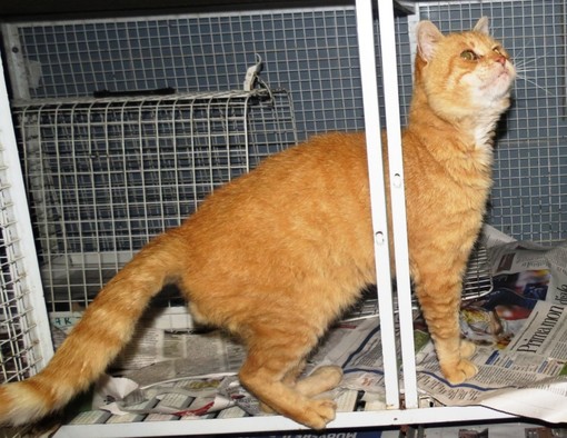 Cercasi adozione del cuore per il gatto salvato al Santuario a Savona Cercasi adozione del cuore per il gatto salvato al Santuario a Savona