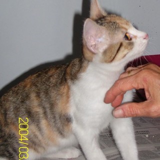 Fine d'estate con escalation di abbandoni di gatti