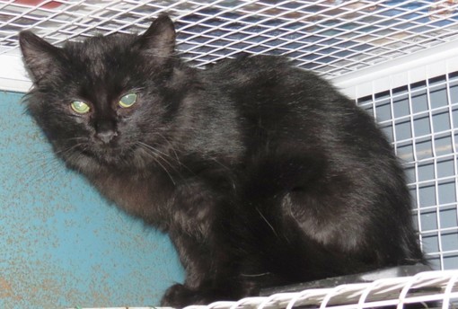 L'appello dell'Enpa: "Gattini in difficoltà cercano casa" L'appello dell'Enpa: "Gattini in difficoltà cercano casa"