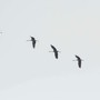 Gru in volo (foto di Enrico Ruggeri)