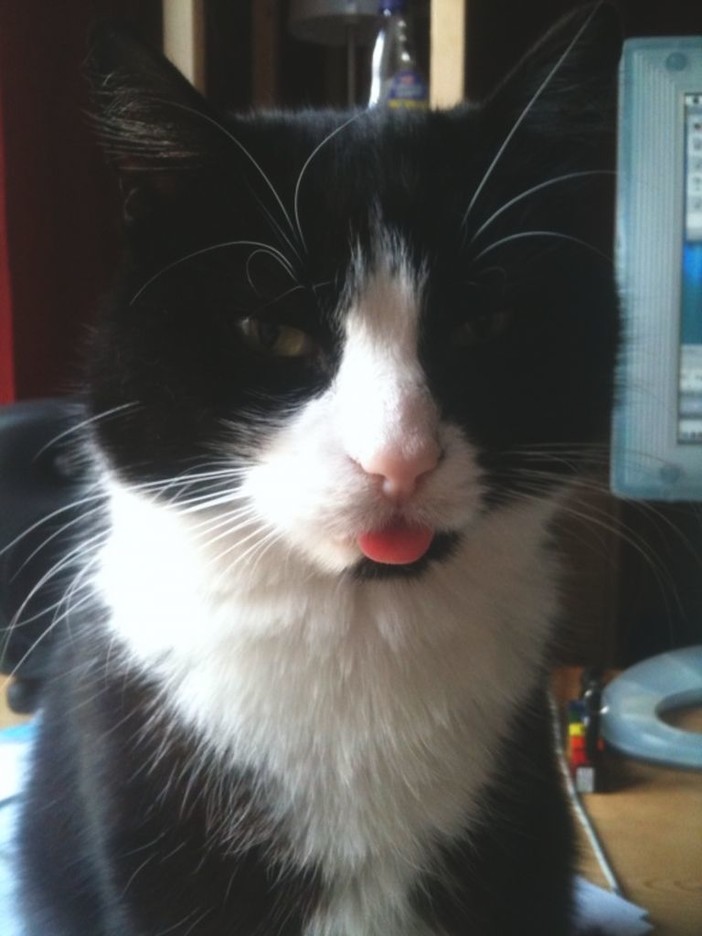 Albisola Superiore: trovato un gatto impiccato, l'ENPA indaga Albisola Superiore: trovato un gatto impiccato, l'ENPA indaga