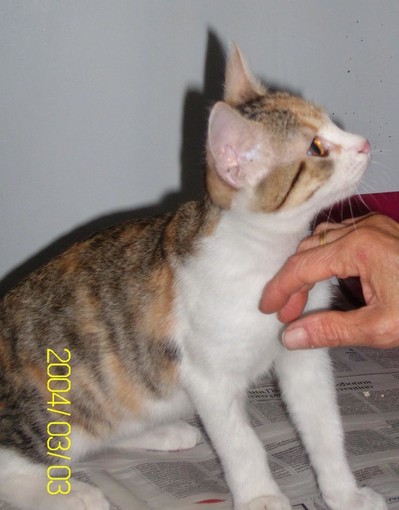 Fine d'estate con escalation di abbandoni di gatti