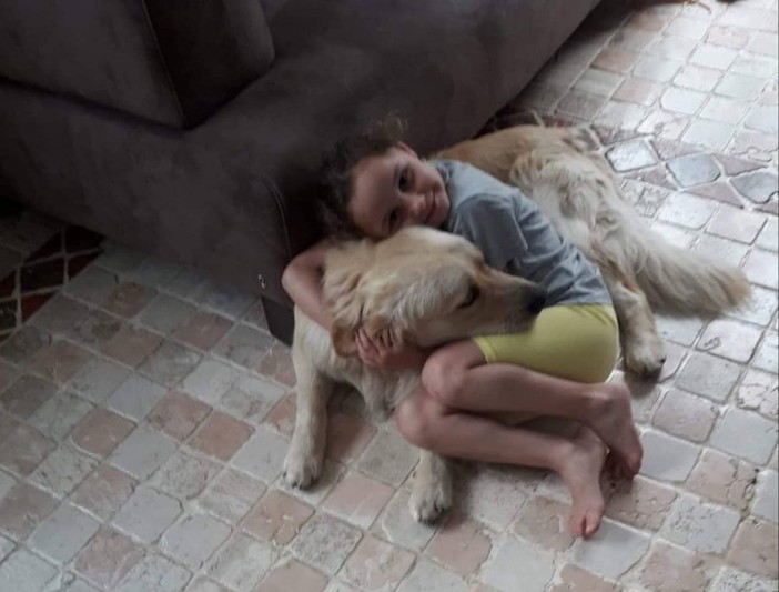 Golden Retriever smarrito a Celle: l'appello del proprietario