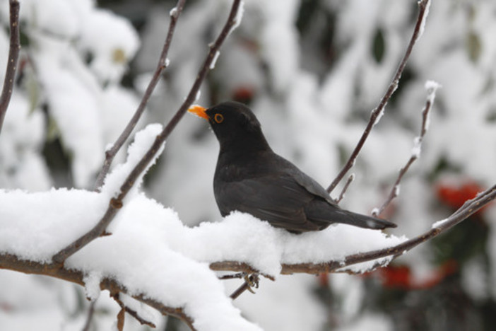 Brrr....giovedì, venerdì e sabato tornano i “giorni della merla”, il periodo più freddo dell'anno Brrr....giovedì, venerdì e sabato tornano i “giorni della merla”, il periodo più freddo dell'anno