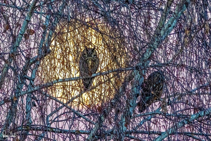 Il miracolo della natura per chi resta in città: i gufi e la Luna nella foto di Valerio Minato