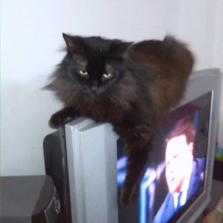 Savona, chi ha visto questo gatto?