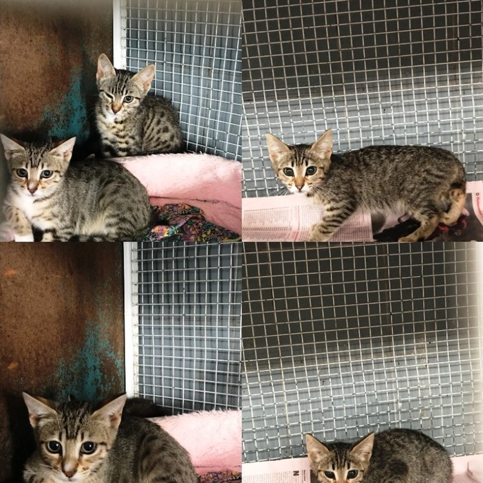 Savona, cinque bellissimi gattini cercano casa