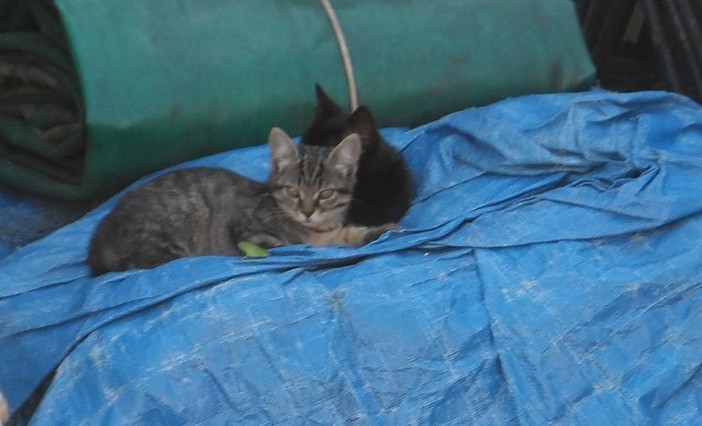 Savona: la realtà delle “gattare” che con le loro risorse si occupano delle colonie feline della città Savona: la realtà delle “gattare” che con le loro risorse si occupano delle colonie feline della città