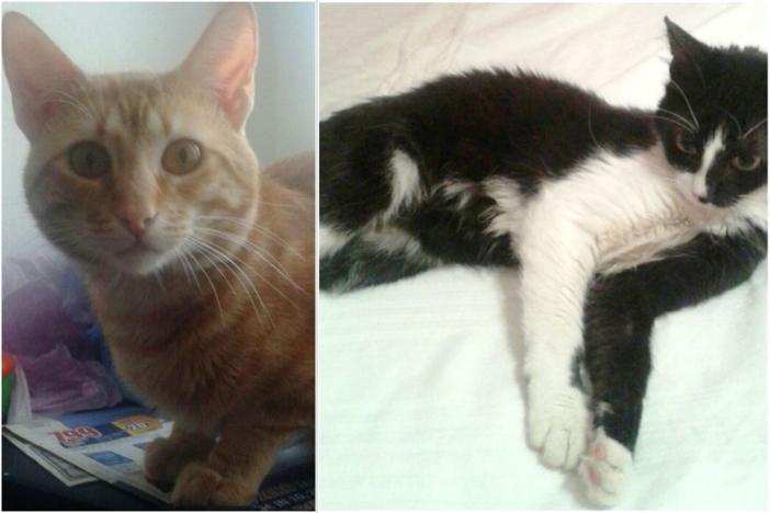 L'appello dell'Enpa: "Due gattini cercano casa"