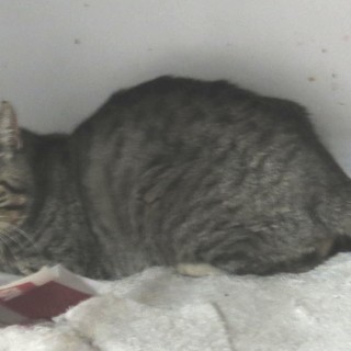 Andora: salvato gatto in difficoltà, ora si attende l'adozione Andora: salvato gatto in difficoltà, ora si attende l'adozione