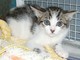 Il gattino di via Buozzi; Il gattino di via Buozzi;