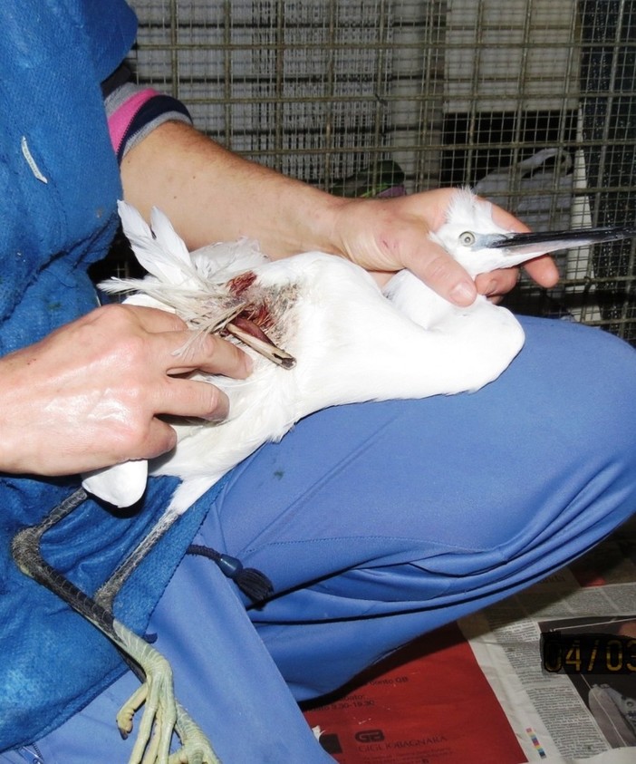 Finale Ligure: non ce l'ha fatta l'esemplare di garzetta che i volontari dell'Enpa avevano tentato di aiutare