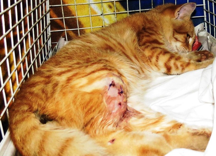 Savona, l'Enpa organizza l'apericena "Miao Valentino"