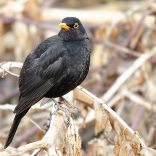 Arrivano i "giorni della merla": tra leggenda e previsioni meteo