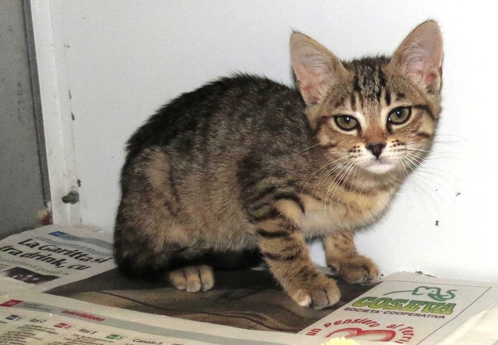 Spotorno: gattina di tre mesi cerca una nuova casa Spotorno: gattina di tre mesi cerca una nuova casa