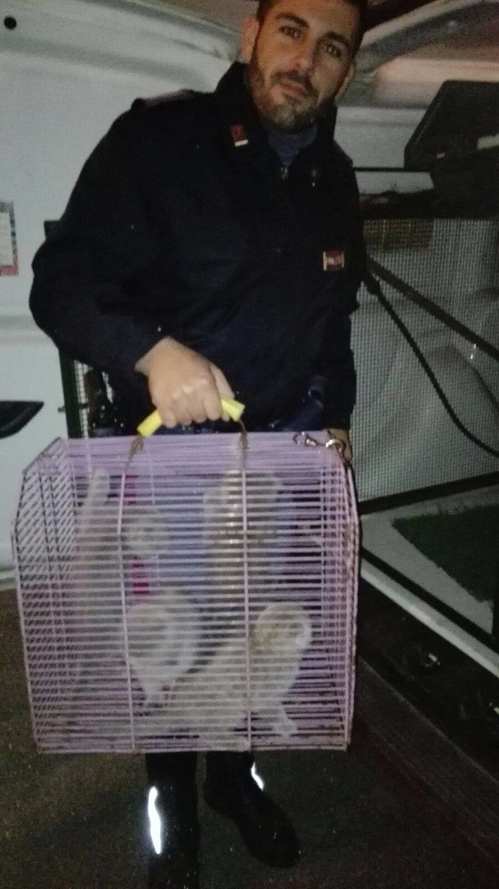 Salvati 17 gattini nell'area di servizio di Ceriale, erano diretti in Portogallo Salvati 17 gattini nell'area di servizio di Ceriale, erano diretti in Portogallo