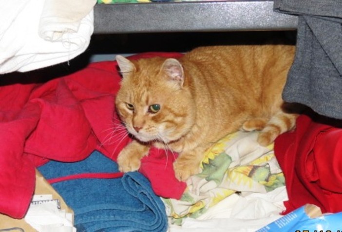 Il gattino "Rosso" cerca ancora casa