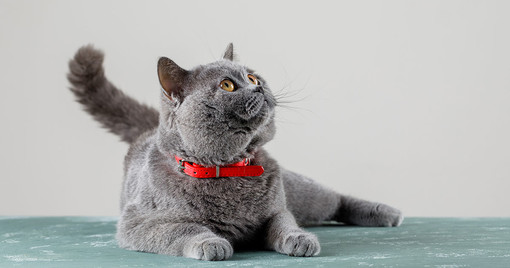 Miao! Oggi in Italia è la Giornata nazionale del gatto