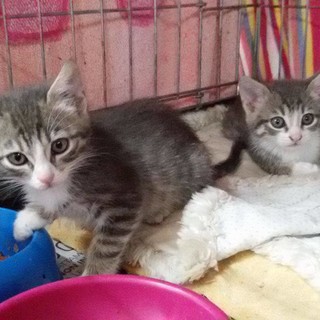"Viaggio" tra i gattini di Alassio Progetto Animali