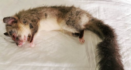 Urbe, ghiro adulto ferito soccorso dai volontari dell'Enpa (FOTO)