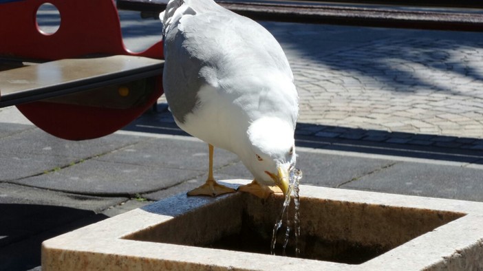 Finale Ligure: gabbiani sempre più "di città"
