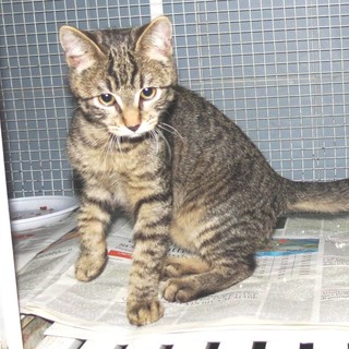 Savona, chi ha perso questo gatto a Lavagnola Savona, chi ha perso questo gatto a Lavagnola