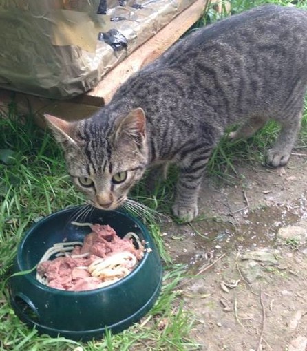 Un aiuto per le colonie feline di Savona, domani la raccolta cibo Un aiuto per le colonie feline di Savona, domani la raccolta cibo