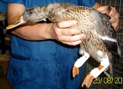 L'uccello soccorso L'uccello soccorso