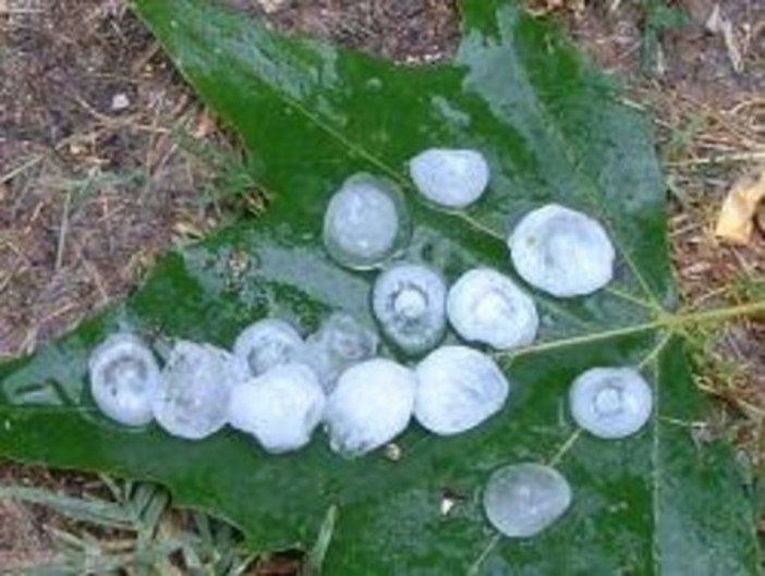 Piogge torrenziali e di anomala intensità sul Beigua Piogge torrenziali e di anomala intensità sul Beigua