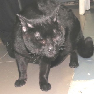 Savona, "zuccherino", un gatto nero, cerca casa