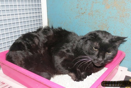 Gatto investito a Vado Ligure: la denuncia dell'Enpa