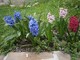 E' arrivata la primavera E' arrivata la primavera