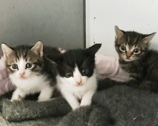 Savona: due gattini in cerca di casa