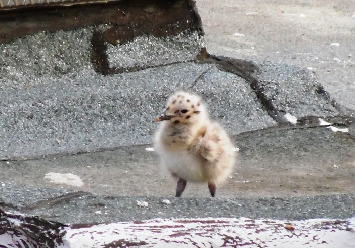 Savona: cucciolo di gabbiano in difficoltà in via Gramsci, intervento dei vigili del fuoco e dell'Enpa Savona: cucciolo di gabbiano in difficoltà in via Gramsci, intervento dei vigili del fuoco e dell'Enpa