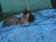 Savona: la realtà delle “gattare” che con le loro risorse si occupano delle colonie feline della città Savona: la realtà delle “gattare” che con le loro risorse si occupano delle colonie feline della città