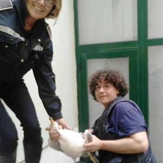 Spotorno, gabbiano reale rimane imprigionato. L'Enpa: "I cortili sono trappole per i volatili"
