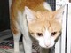 Savona, gattina indipendente cerca casa