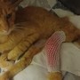 Albissola Marina, la raccolta fondi per Garfield raggiunge quota 1.770 euro Albissola Marina, la raccolta fondi per Garfield raggiunge quota 1.770 euro