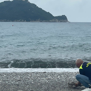 Dalle Guardie Zoofile Gadit le indicazioni per segnalare situazioni di pericolo per animali