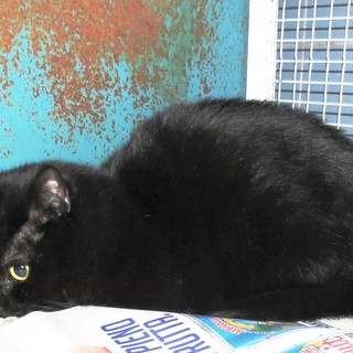 Savona: padrone morto, gatta sconvolta in cerca di famiglia