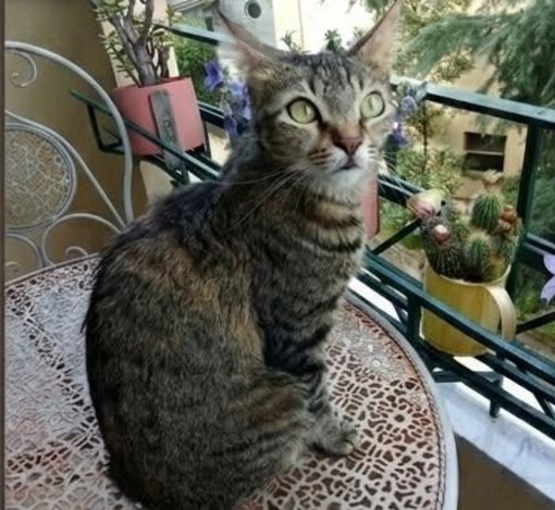 Savona, appello per ritrovare Bottarga: la gatta si è persa nel quartiere della Villetta. AGG: RITROVATA