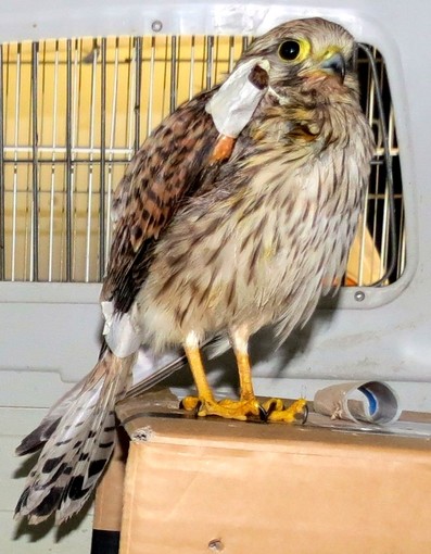 Albisola Superiore, gheppio ferito ad un'ala salvato dall'Enpa
