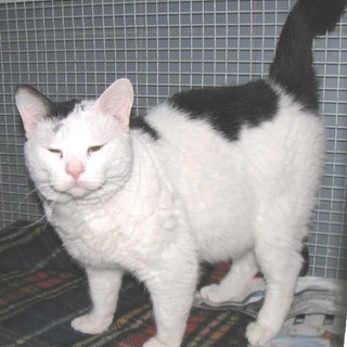 News natalizie dall'Enpa: un abbandono e due adozioni